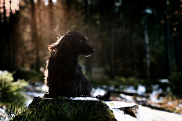 Czarny pies siedzi na pniu, w lesie. W tle widać światło słoneczne przebijające się przes...