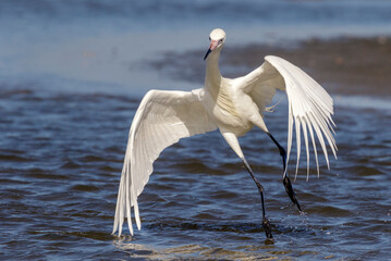 Obraz premium Reddish egret (Egretta rufescens), white morph, hunting in tidal marsh, Galveston, Texas, USA.