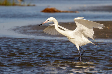 Reddish egret (Egretta rufescens), white morph, hunting in tidal marsh, Galveston, Texas, USA.