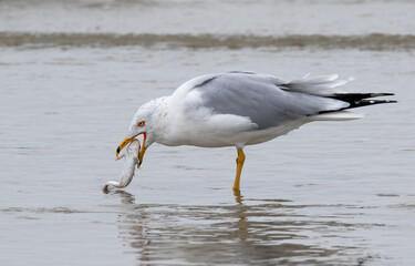 Ring-billed gull (Larus delawarensis) swallawing fish at the ocean coast, Galveston, Texas, USA.