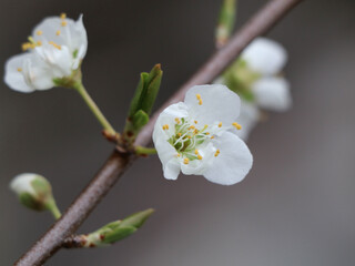 Cherry  spring  white