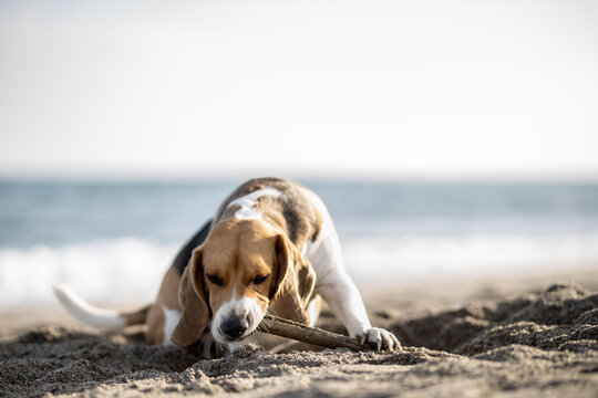 Beagle tumbado en la playa mientras muerde un palo