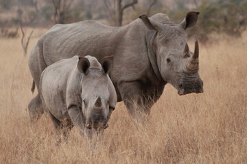 Rhinoceros And His Baby In The Savannah