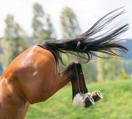 Rear or hind-quarters of brown horse with feet up bucking