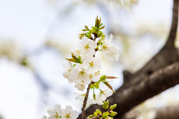 短い枝に咲いた白い桜、日本、春