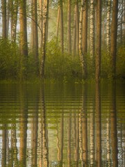 reflection of trees in the water
