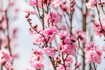 満開のピンク色の花、日本、春