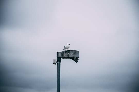 bird sitting on spotlight with cloudy background