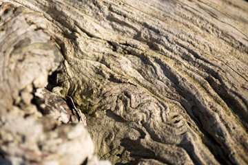Old grey drift wood texture