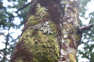 樹木　苔