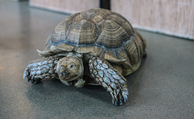  large land tortoise is the world's longest-living animals e resides on the islands. Has a  thick, heavily armored shells