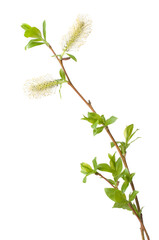 Willow branch with flowering male catkins, isolated on white background. © ekim