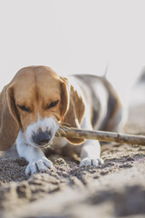 Beagle tumbado en la playa mordiendo un palo.