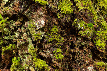 Moss on rough pine bark texture
