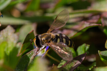A photo of a wasp. Macro.
