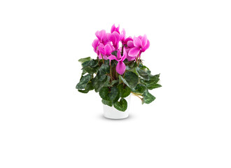 Naklejka na ściany i meble Pink cyclamen flower in pot isolated on white background with​ clipping path​