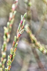 buds of a willow