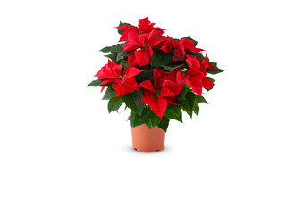 beautiful poinsettia. red christmas flower in pot on white background with clipping path​