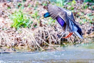 Duck landing in the water