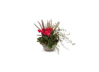 cactus flower in bamboo basket isolated on white background​