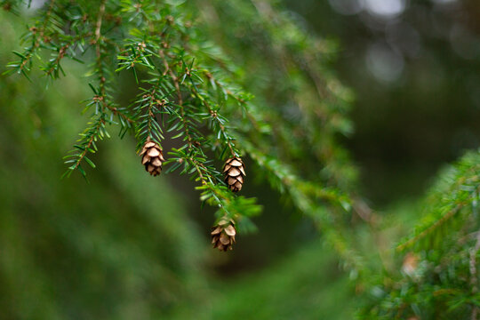 Hemlock pine needles and pine cones