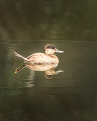 Pato pinto en el agua, reflejo.