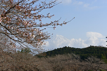 Fototapeta premium I went to the park full of cherry blossom trees today. And it was so beautiful