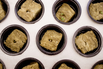 Germination on rockwool for hydroponic. Preparing for the cultivation of plants in the garden. Green sprout. Breeding ground. Natural product.