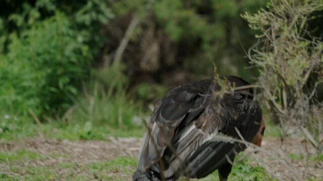 This video shows a wild California condor foraging in a field.