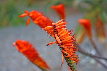 Focus on Red Tubular Flower of Aloe