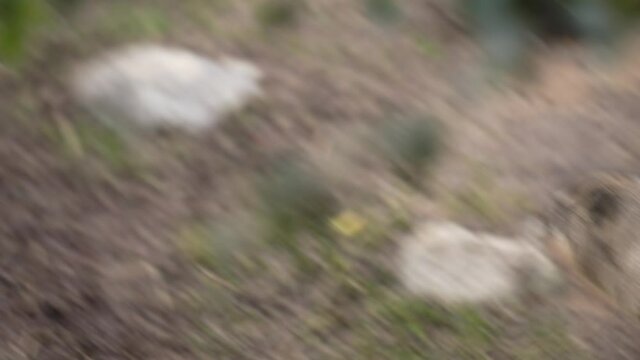 This video shows a wild rock hyrax (Procavia capensis) walking along and then running off.