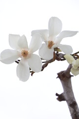 Fototapeta premium 花 白 春 