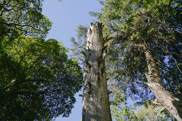 Fototapeta premium tree in the forest