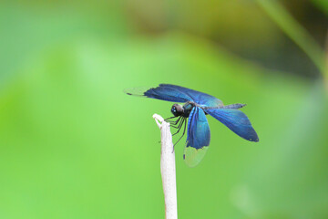 チョウトンボの休息