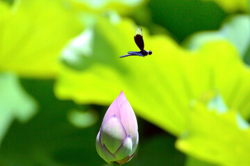 ハスのつぼみとチョウトンボ © Masahiro