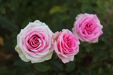 アンティーク調のピンクのバラ（品種名　ミミエデン）