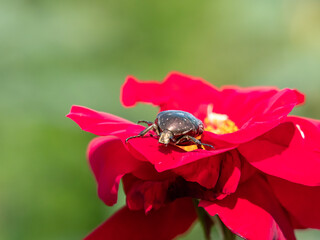 Fototapete bei efototapeten.de bestellen   