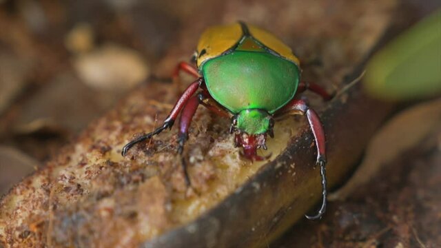 This close up video shows a Jade-headed Buffalo Beetle (Eudicella smithi) eating a rotting banana fruit meal.