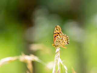 ツマグロヒョウモンの休息