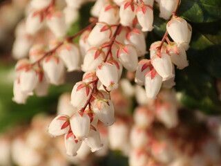 釣り鐘形の花アセビ