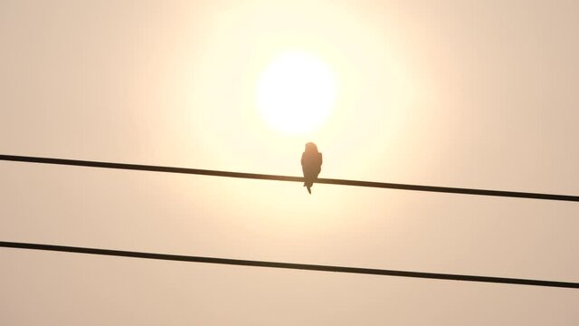 One bird on the electric wire during sunrise, nature background, beautiful rural bird.