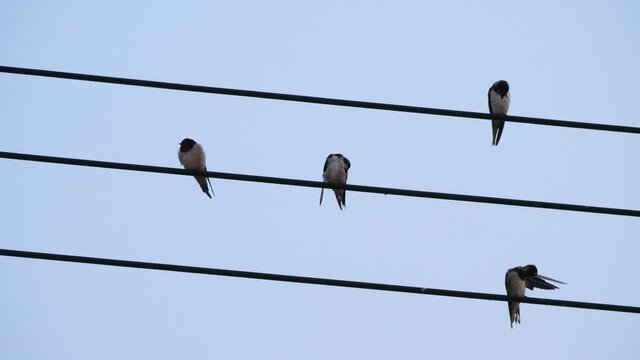 Many birds relaxing on electric wire ,Birds with beautiful blue sky	