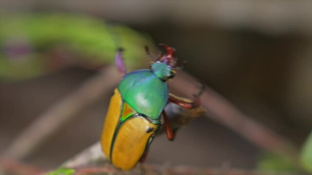 This close up video shows a Jade-headed Buffalo Beetle (Eudicella smithi) crawling all the way to the tip of a branch, preparing for flight.