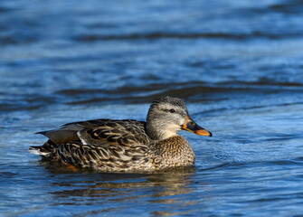 Female Mallard Swimming in River in Winter