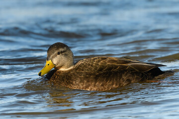 American Black Duck Swimming in River in Winter