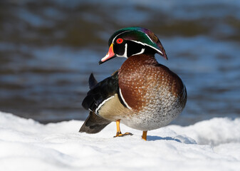 Wood Duck Drake Standing on Snow in Winter