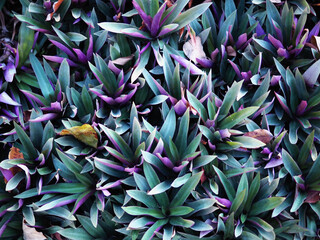Full Frame Shot Of Purple Flowering Plants