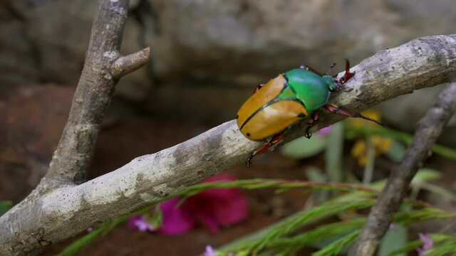 This video follows a Jade-headed Buffalo Beetle (Eudicella smithi) journey as it crawls along a branch.