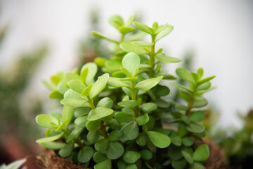 Blur green plants in nature.