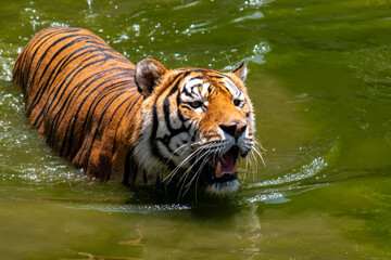 Fototapeta na wymiar Tigre nadando en un día soleado